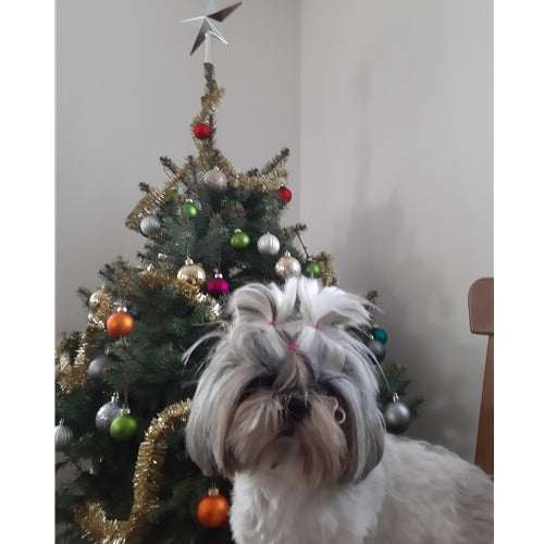 Mr.Pet spletna trgovina