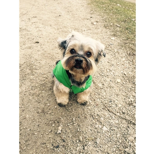 Spletna trgovina Mr.Pet