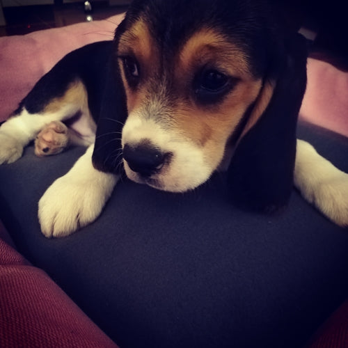 Mr.Pet spletna trgovina