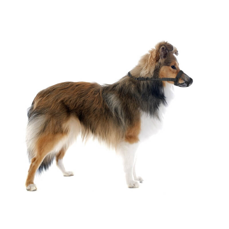 Camon najlonski nagobčnik z mrežico, črn (3)