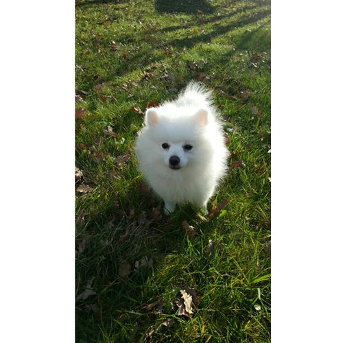 Mr.Pet spletna trgovina