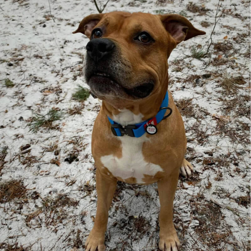 Waudog vodoodporna ovratnica, modra - kovinska zaponka, 43 - 70cm/ 40mm (2)