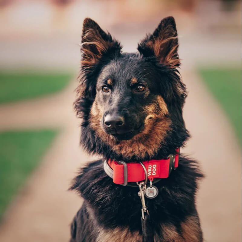 Waudog vodoodporna ovratnica, rdeča - kovinska zaponka, 43 - 70cm/ 40mm (2)