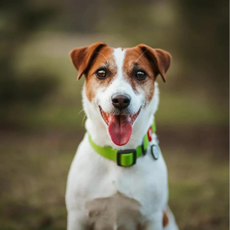 Waudog vodoodporna ovratnica, sv.zelena- kovinska zaponka, 43 - 70cm/ 40mm (2)