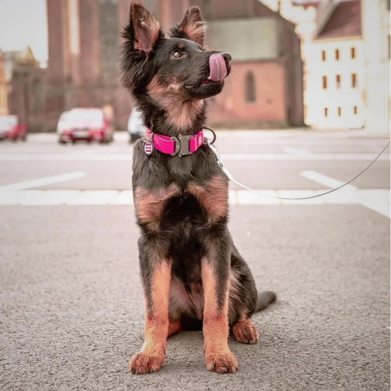 Waudog vodoodporna ovratnica, roza- kovinska zaponka, 43 - 70cm/ 40mm (2)