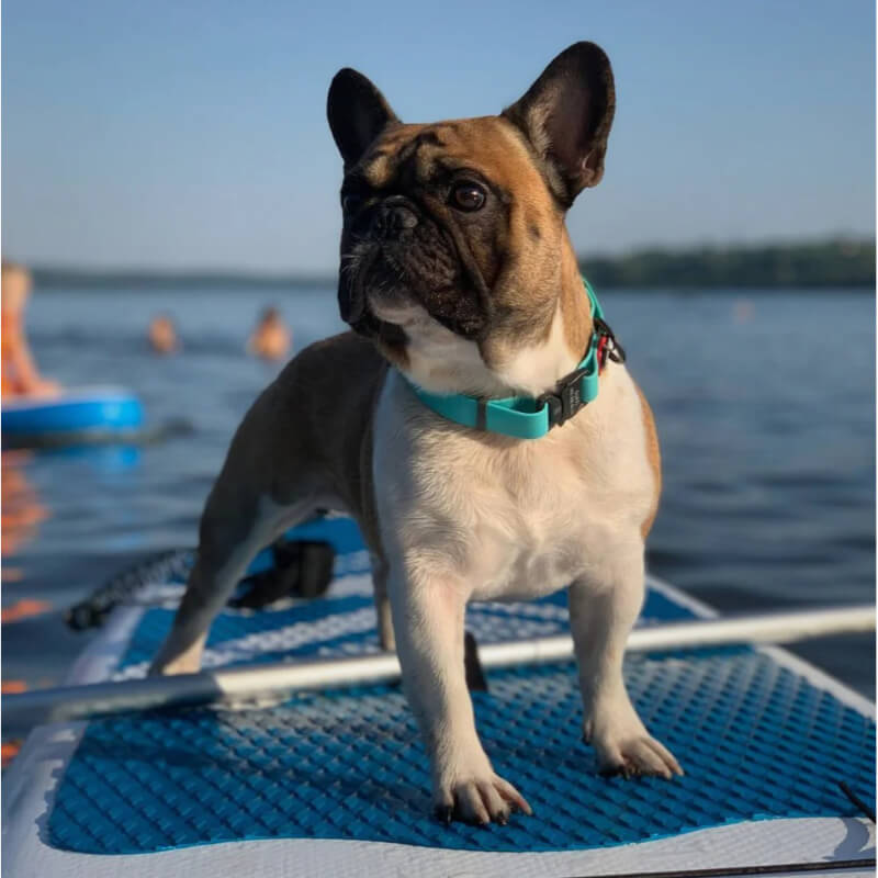 Waudog vodoodporna ovratnica Glow, mint - kovinska zaponka, 43 - 70cm/ 40mm (2)