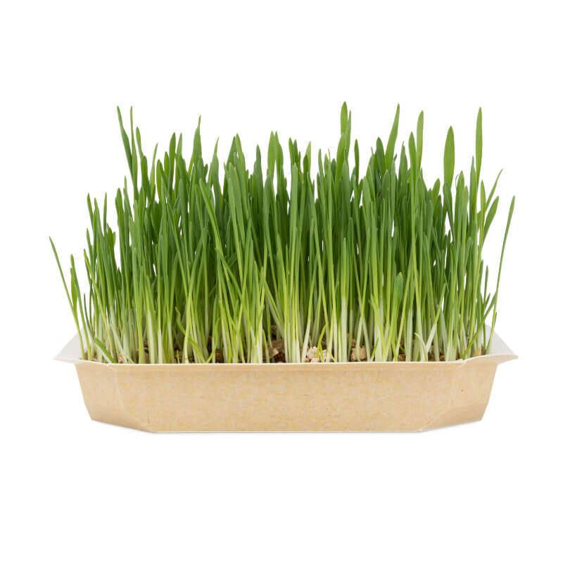 Bloomy trava za glodalce, 100 g