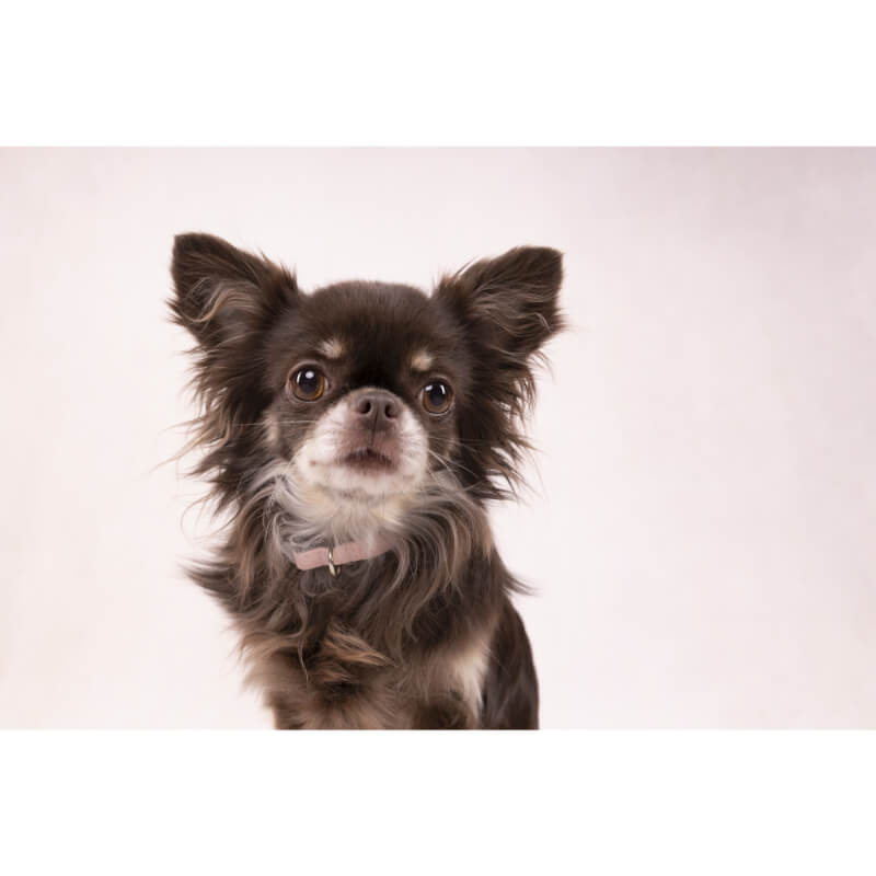 Flamingo Small Dog ovratnica Antique XS, roza - 1 cm / 19-33 cm (2)