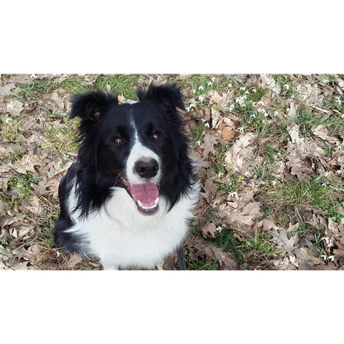 Mr.Pet spletna trgovina