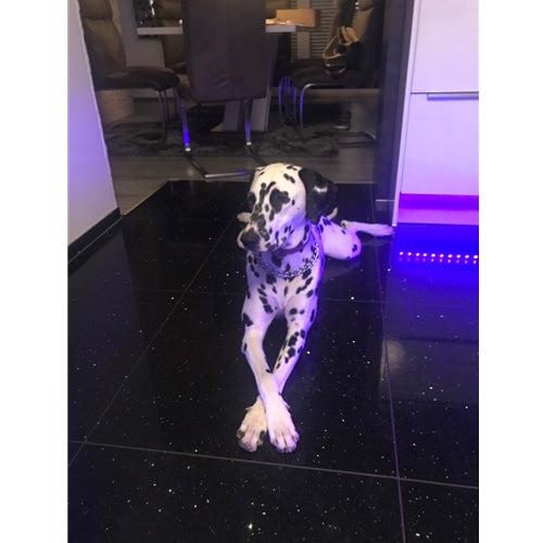 Mr.Pet spletna trgovina