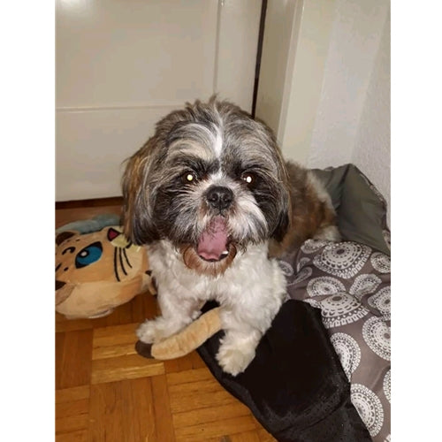 Mr.Pet spletna trgovina