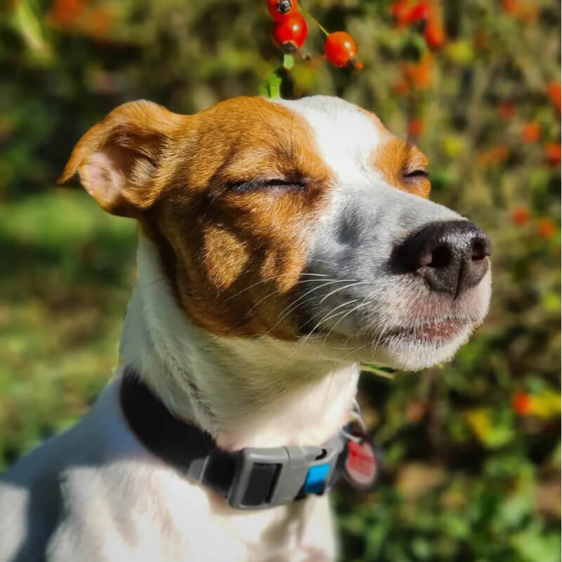 Waudog vodoodporna ovratnica, črna (2)