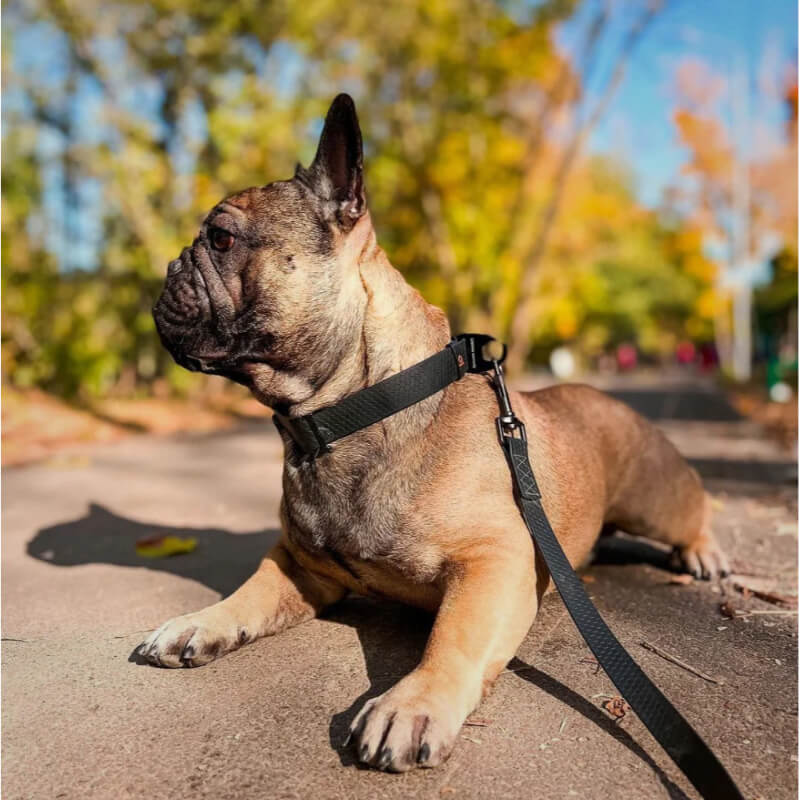 Waudog vodoodporen povodec, črn - 122 cm (2)