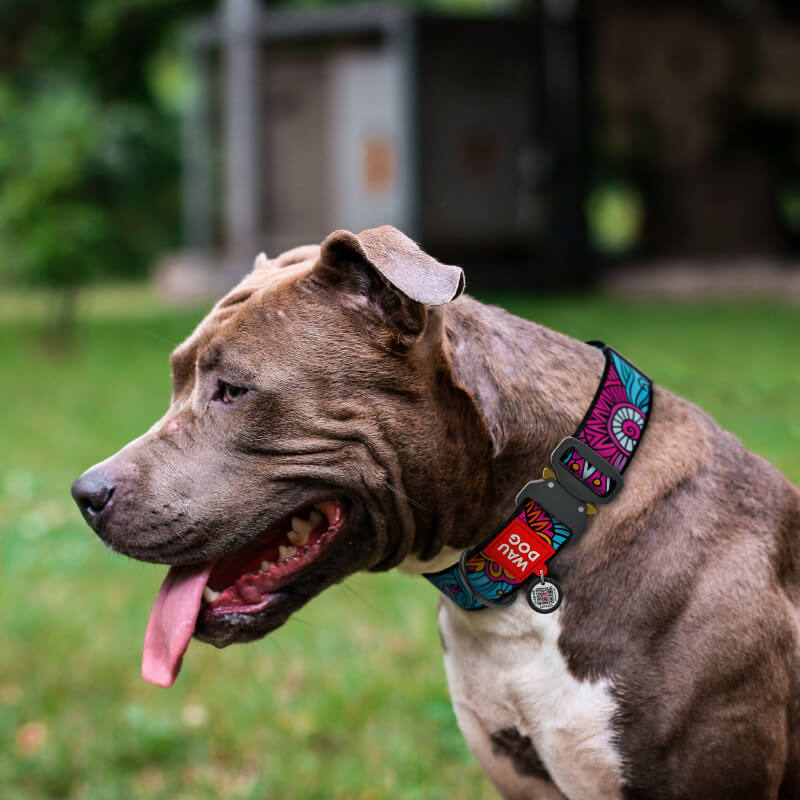 Waudog ovratnica Summer, najlon (2)