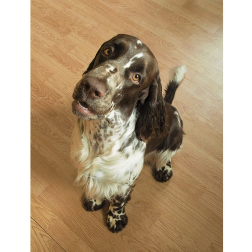 Mr.Pet spletna trgovina