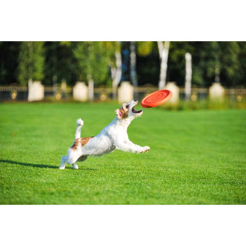 PitchDog frizbi iz vzdržljive pene, roza - 24 cm (4)