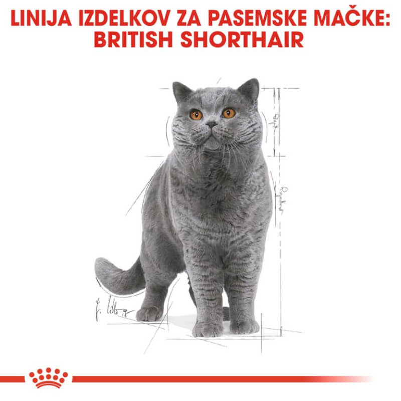 Royal Canin British Shorthair Adult - omaka (3)