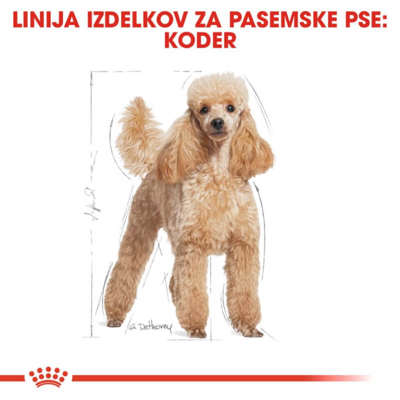 Royal Canin Adult Poodle - pašteta (3)