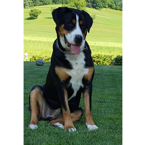 Mr.Pet spletna trgovina