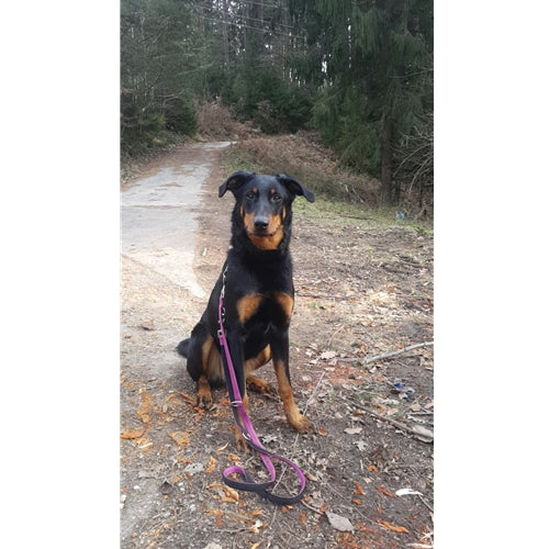 Mr.Pet spletna trgovina