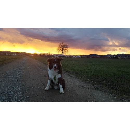 Mr.Pet spletna trgovina
