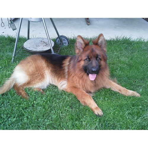 Mr.Pet spletna trgovina