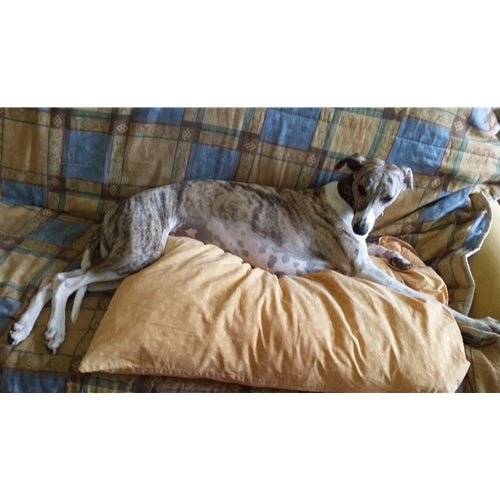 Mr.Pet spletna trgovina