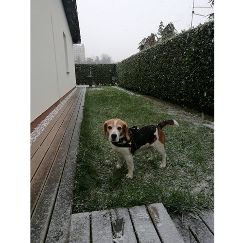 Mr.Pet spletna trgovina