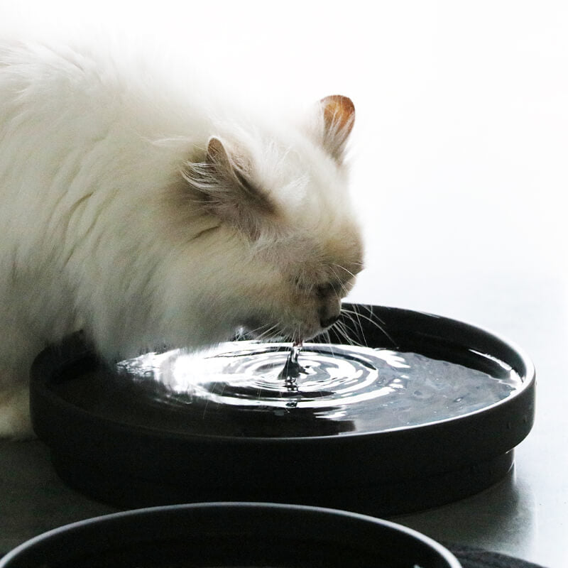 HappyCats keramična posodica Ace, črna - 1250 ml / 25 x 25 x 4,5 cm (2)