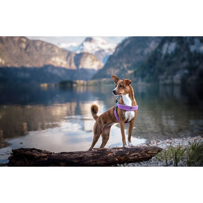 Coralpina oprsnica Cinquetorri - lila - različne velikosti (2)