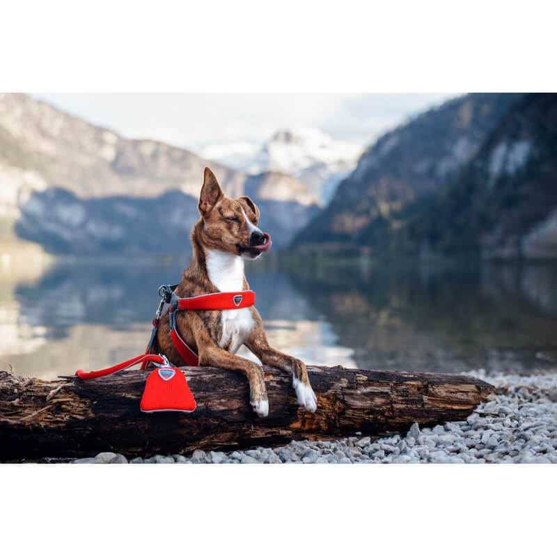 Coralpina oprsnica Cinquetorri - rdeča - različne velikosti (2)