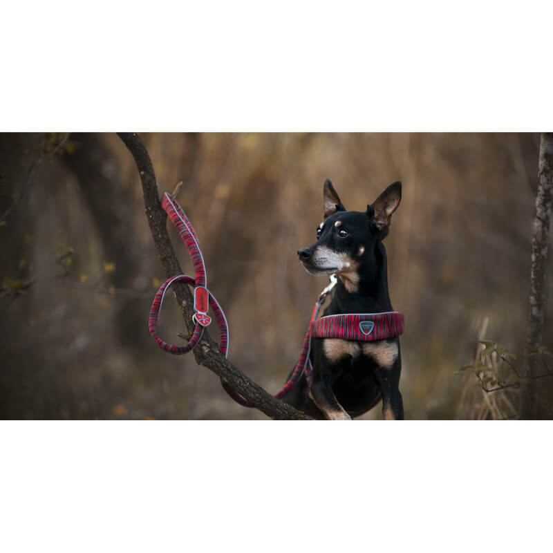 Coralpina oprsnica Powermix - roza - različne velikosti (2)