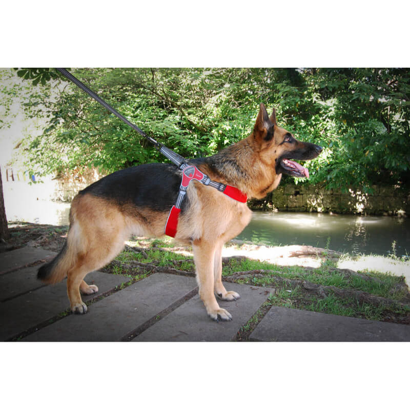 Coralpina oprsnica Fiames - rdeča - različne velikosti (2)