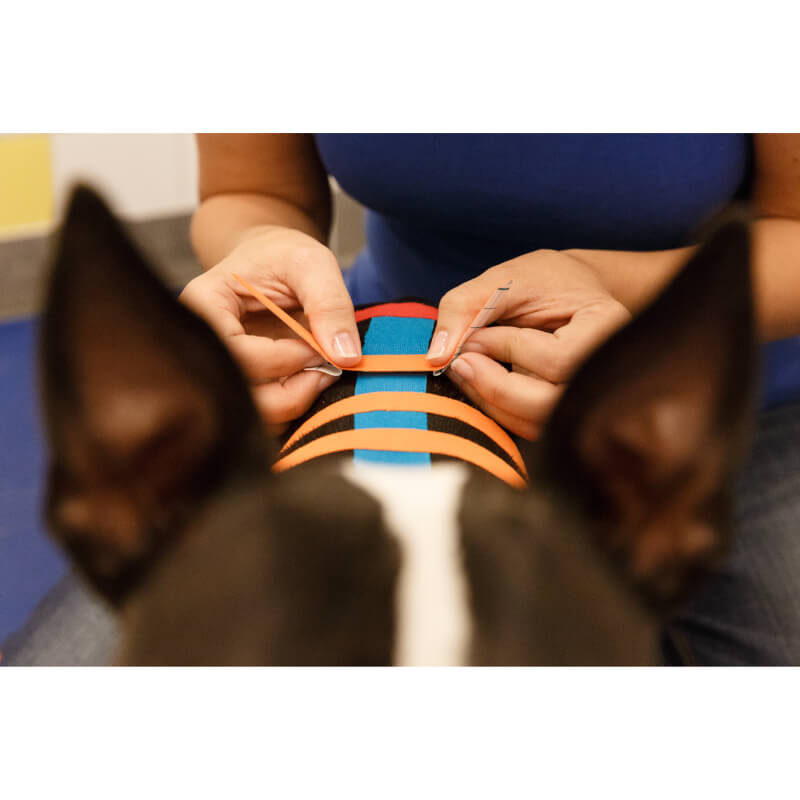 VetkinTape® kineziološki trak, moder - 5 m - 60 mm (5)