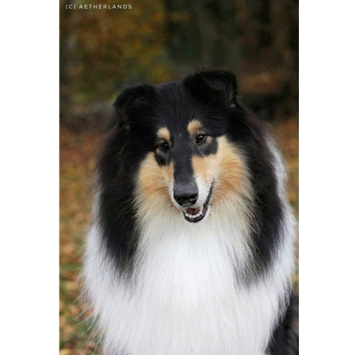 Mr.Pet spletna trgovina