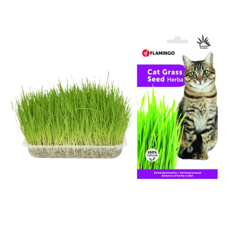 Flamingo Herba semena za vzgojo mačje trave v škatli
