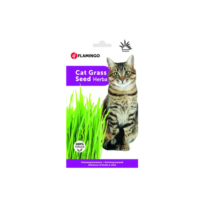 Flamingo Herba semena za vzgojo mačje trave v škatli (2)