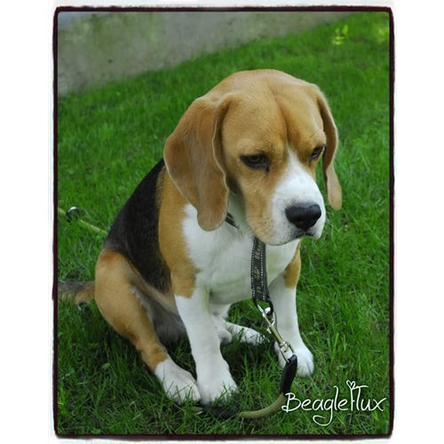 Mr.Pet spletna trgovina