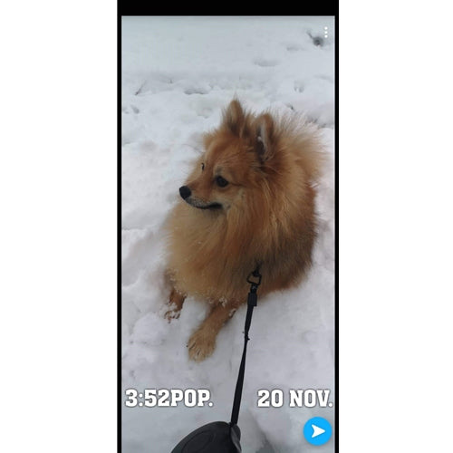 Mr.Pet spletna trgovina
