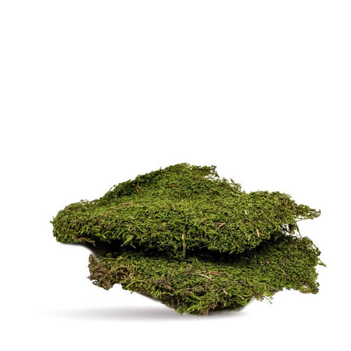 Terra Natura podlaga za terarije, mah - 50 g