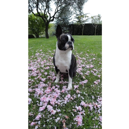 Mr.Pet spletna trgovina