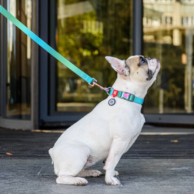 Waudog ovratnica Gradient, svetlo modra (3)