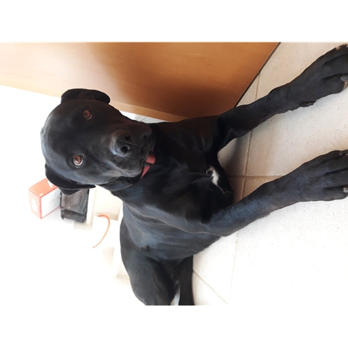 Mr.Pet spletna trgovina