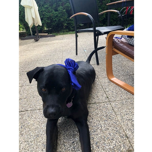Mr.Pet spletna trgovina