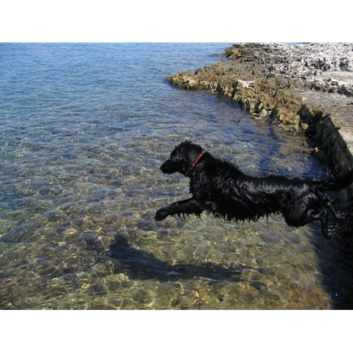 Mr.Pet spletna trgovina