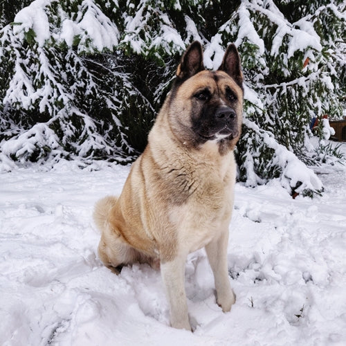 Mr.Pet spletna trgovina