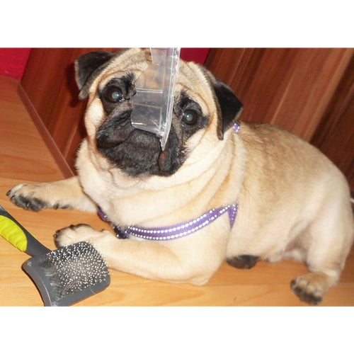 Mr.Pet spletna trgovina