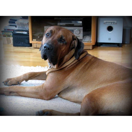 Mr.Pet spletna trgovina