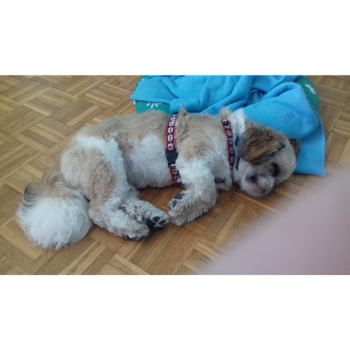 Mr.Pet spletna trgovina