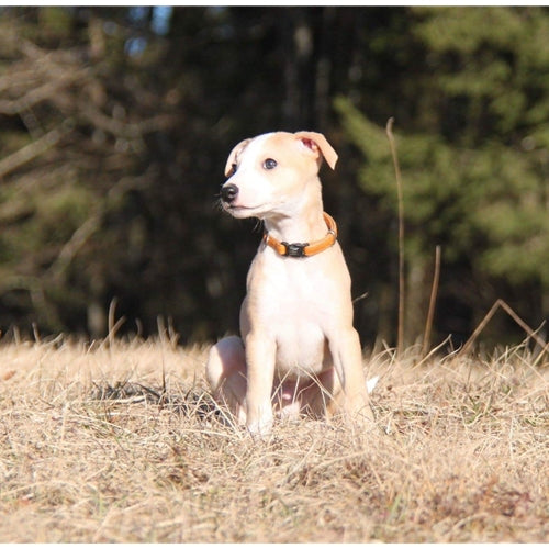 Mr.Pet spletna trgovina